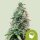 Royal Queen Seeds Samen Amnesia Haze Auto (3 Samen)