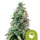 Royal Queen Seeds Samen Amnesia Haze Auto (3 Samen)