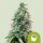 Royal Queen Seeds Samen Amnesia Haze Auto (3 Samen)