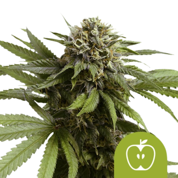 Royal Queen Seeds Samen Apple Fritter Auto (3 Samen)