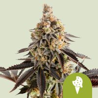Royal Queen Seeds Samen Cookies Gelato Auto (3 Samen)