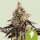 Royal Queen Seeds Samen Cookies Gelato Auto (3 Samen)