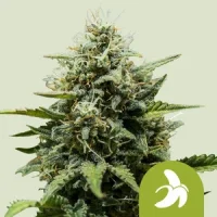Royal Queen Seeds Samen Fat Banana - Fast Auto (3 Samen)