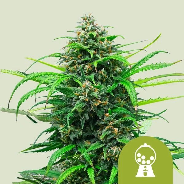 Royal Queen Seeds Samen Pink Runtz Auto (3 Samen)