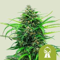 Royal Queen Seeds Samen Pink Runtz Auto (3 Samen)