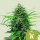 Royal Queen Seeds Samen Pink Runtz Auto (3 Samen)
