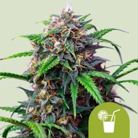 Royal Queen Seeds Samen Purple Lemonade Auto (3 Samen)