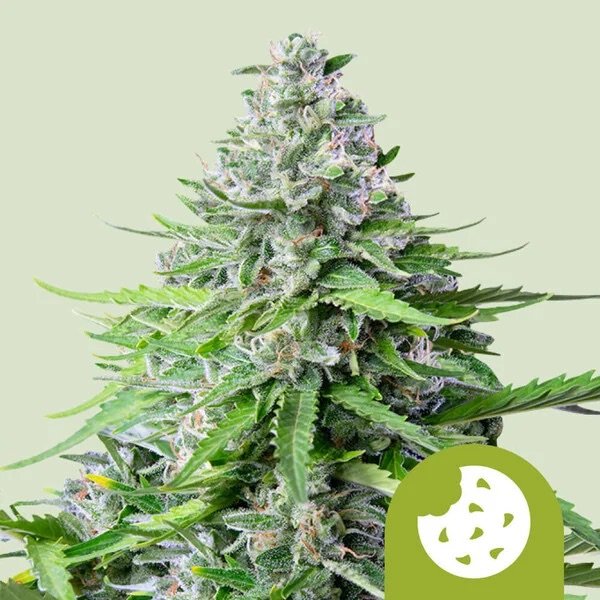 Royal Queen Seeds Samen Royal Cookies Auto (3 Samen)