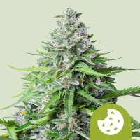 Royal Queen Seeds Samen Royal Cookies Auto (3 Samen)