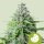 Royal Queen Seeds Samen Royal Cookies Auto (3 Samen)