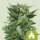 Royal Queen Seeds Samen Royal Kush Auto (3 Samen)