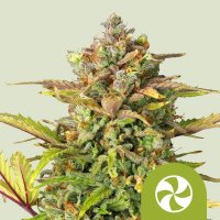 Royal Queen Seeds Samen Sweet ZZ Auto (3 Samen)