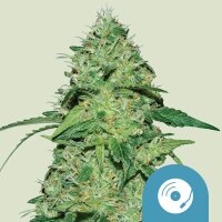 Royal Queen Seeds Samen CBD Joannes feminisiert (1 Samen)