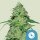 Royal Queen Seeds Samen CBD Joannes feminisiert (1 Samen)