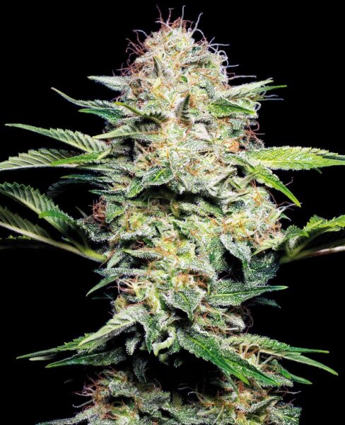 Sensi Seeds - Sensi Skunk Automatic - 3 Samen