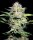 Sensi Seeds - Sensi Skunk Automatic - 3 Samen
