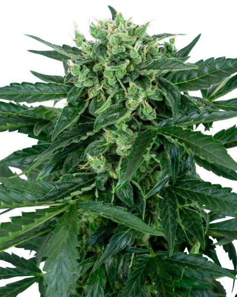 Sensi Seeds - Sensi Amnesia Automatic - 3 Samen
