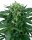Sensi Seeds - Sensi Amnesia Automatic - 3 Samen