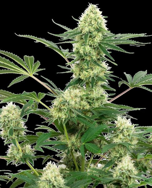 Sensi Seeds - Wedding Cheesecake feminisiert - 3 Samen