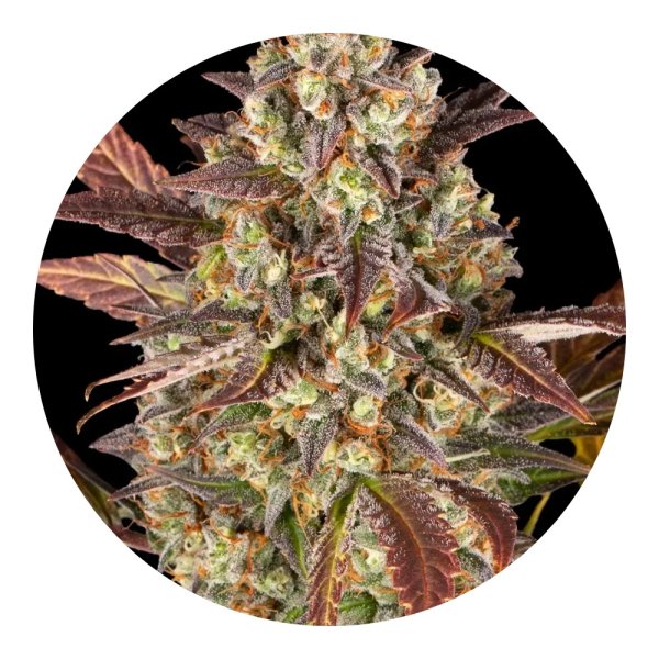 Barneys Farm Amnesia Haze Auto - 5 Seeds