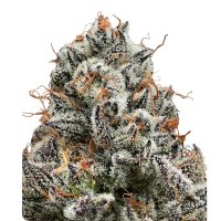Barneys Farm Black Cherry Gushers - 3 Seeds