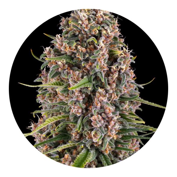 Barneys Farm Samen Blue Cheese feminisiert - 3 Seeds