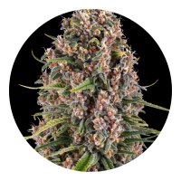 Barneys Farm Samen Blue Cheese feminisiert - 3 Seeds