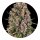 Barneys Farm Samen Blue Cheese feminisiert - 3 Seeds
