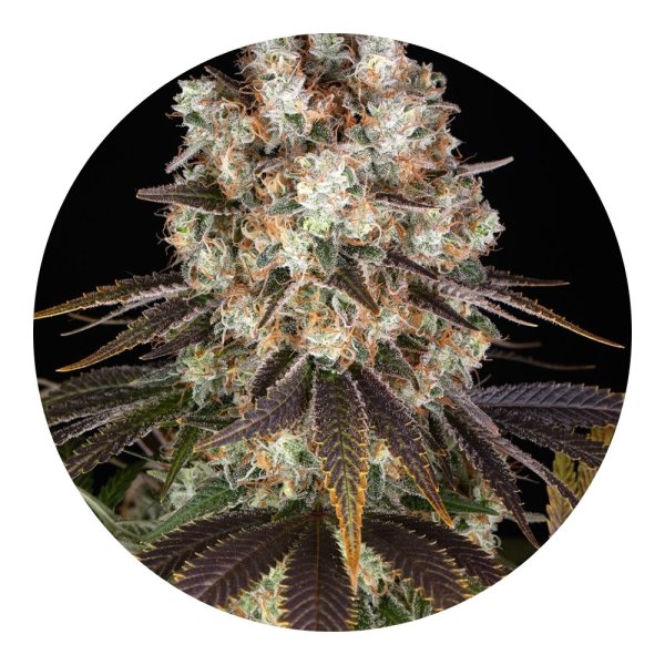 Barneys Farm Samen Bruce Banner feminisiert - 5 Seeds