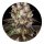 Barneys Farm Samen Bruce Banner feminisiert - 5 Seeds