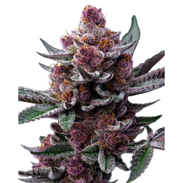 Barneys Farm Cherry Poppers - 3 Seeds