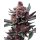 Barneys Farm Samen Cherry Poppers feminisiert - 3 Seeds