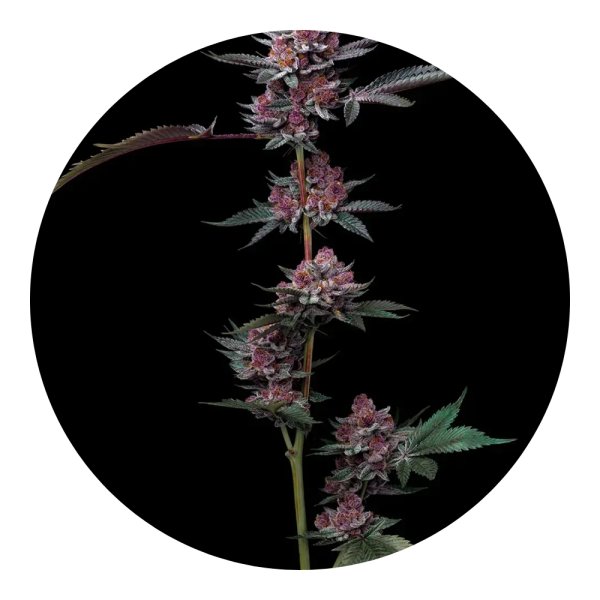 Barneys Farm Samen Cherry Poppers feminisiert - 5 Seeds