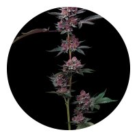 Barneys Farm Samen Cherry Poppers feminisiert - 5 Seeds