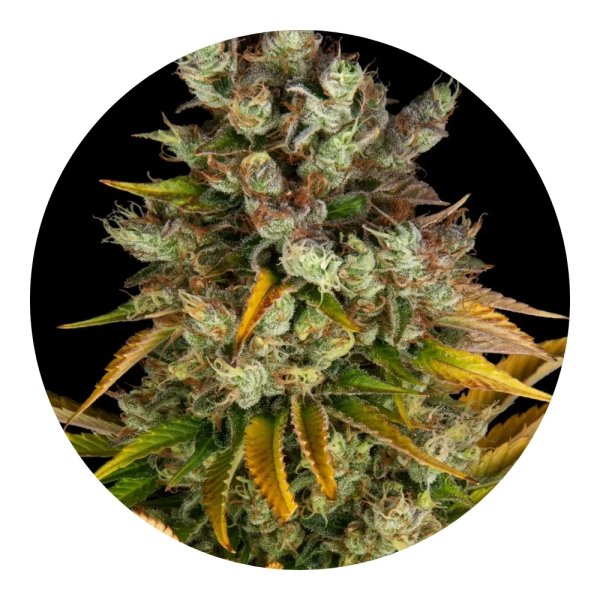Barneys Farm Samen GMO Cookies feminisiert - 3 Seeds