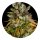 Barneys Farm Samen GMO Cookies feminisiert - 3 Seeds