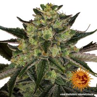 Barneys Farm Gorilla Zkittlez - 5 Seeds