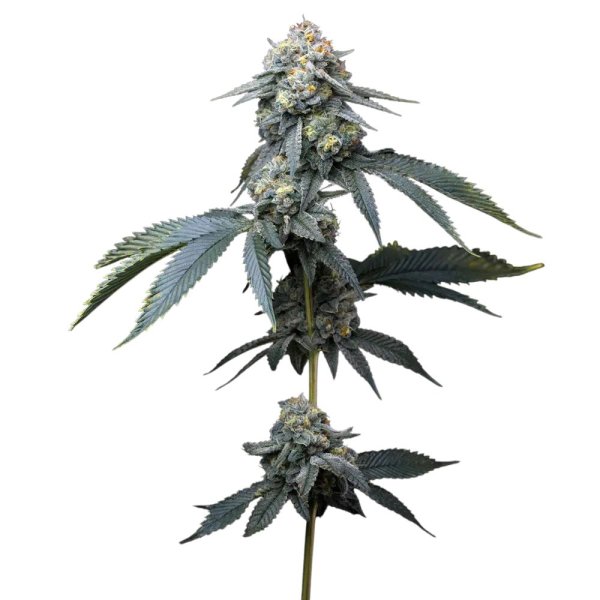 Barneys Farm Samen Jealousy feminisiert - 3 Seeds
