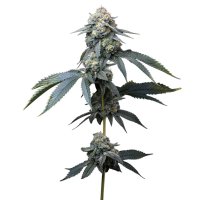 Barneys Farm Samen Jealousy feminisiert - 3 Seeds