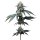 Barneys Farm Samen Jealousy feminisiert - 3 Seeds