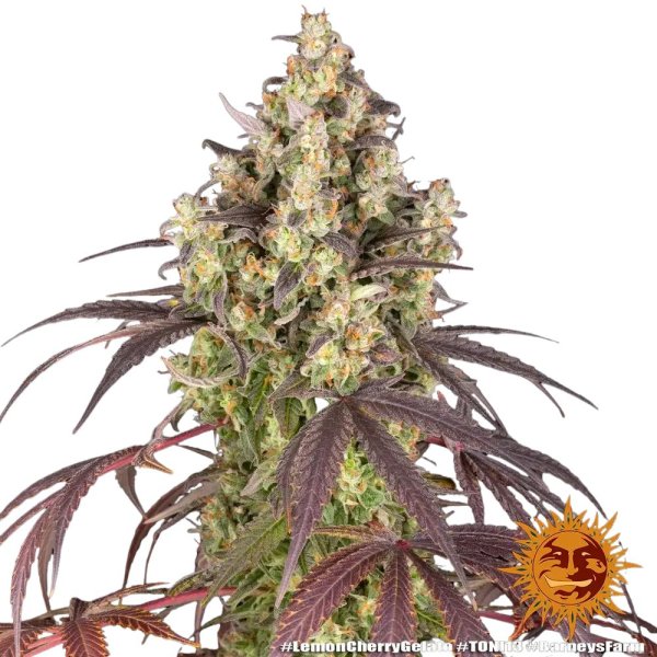 Barneys Farm Samen Lemon Cherry Gelato feminisiert - 3 Seeds