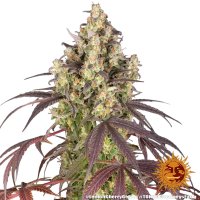 Barneys Farm Samen Lemon Cherry Gelato feminisiert - 3 Seeds