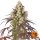 Barneys Farm Samen Lemon Cherry Gelato feminisiert - 3 Seeds