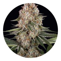 Barneys Farm Samen Mendo Breath feminisiert - 3 Seeds