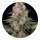 Barneys Farm Samen Mendo Breath feminisiert - 3 Seeds