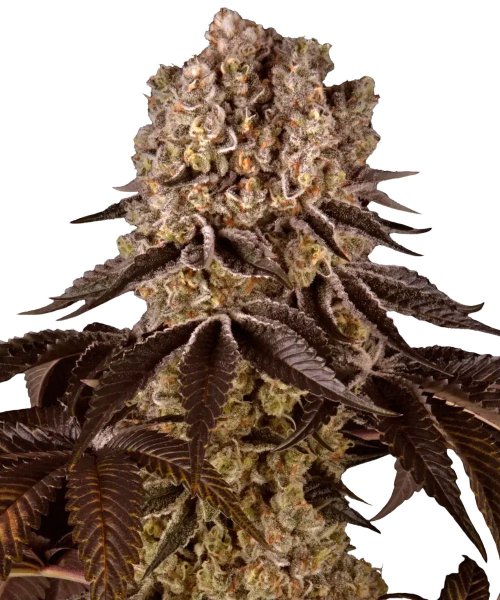 Barneys Farm Samen Purple Punch feminisiert - 5 Seeds