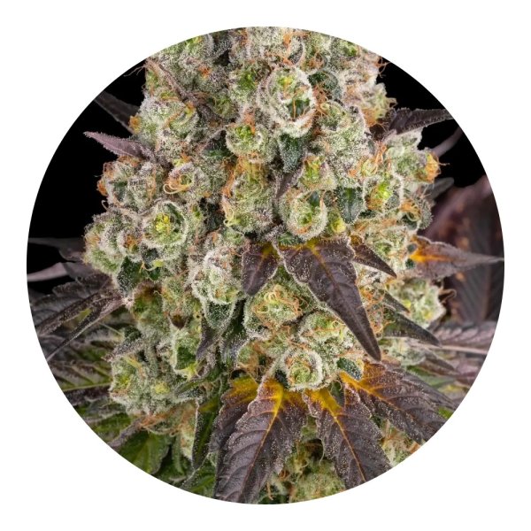 Barneys Farm Samen Purple Punch x Lemon Drizzle feminisiert - 5 Seeds
