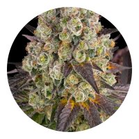Barneys Farm Samen Purple Punch x Lemon Drizzle...