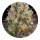 Barneys Farm Samen Purple Punch x Lemon Drizzle feminisiert - 5 Seeds