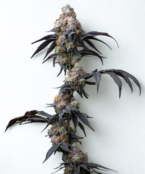 Barneys Farm Samen Rainbow Sherbet feminisiert - 3 Seeds